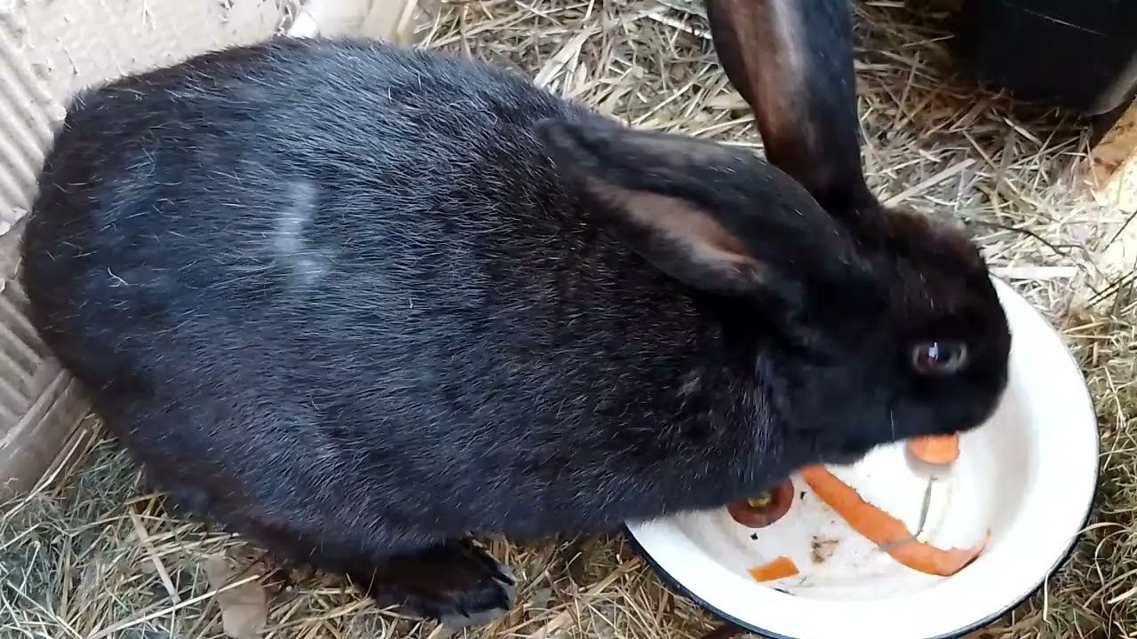 Кролики. Морковку не дали. #animals #bunny #rabbitfarming #cute #cuteanimals #rabbitfood #rabbitry