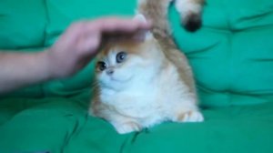О-о-о-оочень ласковый, контактный паренёк с большим добрым  сердцем 💖