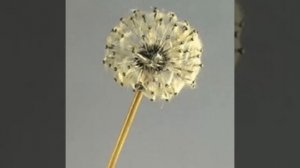 Вы должны это увидеть! Каменные цветы  Фаберже!