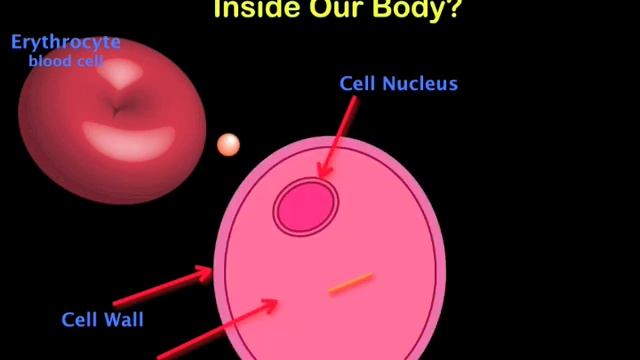 Protein-NP Interactions.m4v смотреть онлайн