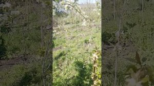 07.04.2025 груша Аббат Феттель