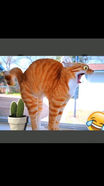 Попробуйте не засмеяться🐈⬛ смотреть онлайн