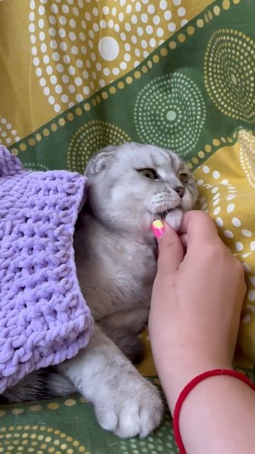 #котикиправятмиром #шерри #мимишность #прикол #youtubeshorts #шортс #милота #cats #котики #красота