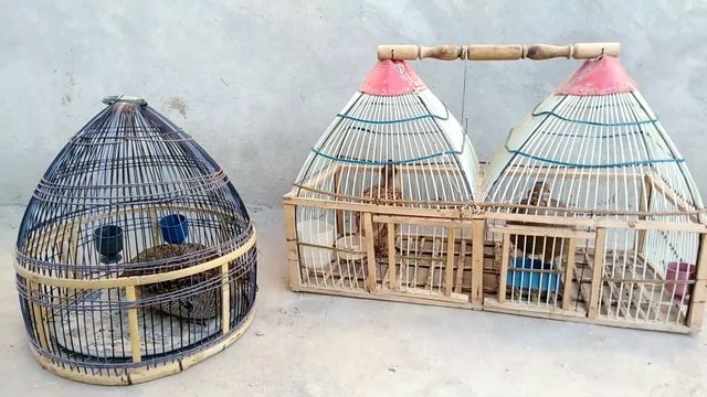 Teetar voice  dakhni teetar calling  irani female teetar voice