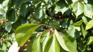 Абрикос Фелпс, початок червня.