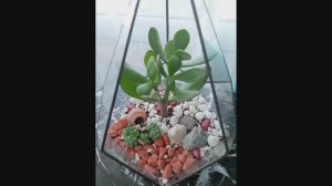 Флорариумы разных форм делаем сами.