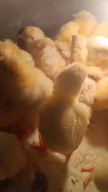 Вот такие маленькие пушистики появились у нашего клиента в инкубаторе АИ-264. смотреть онлайн