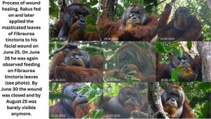 Orangutan observed treating wound using medicinal plant in world first