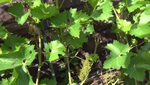 ВИНОГРАД ПОСЛЕ ЦВЕТЕНИЯ в  начале ИЮЛЯ. ЧТО НАДО и ЧТО НЕ НАДО ДЕЛАТЬ на винограднике