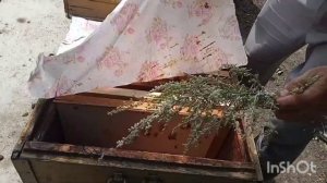 Полынь горькая, от моли ,и клеща.