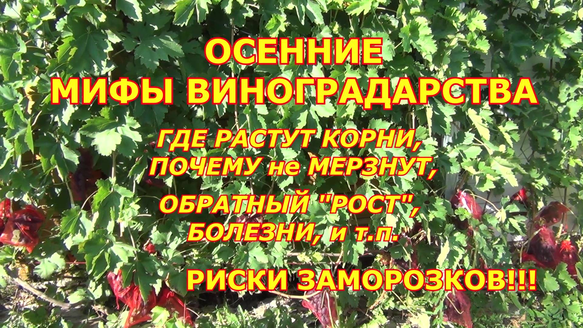 ОСЕННИЕ МИФЫ в ВИНОГРАДАРСТВЕ: КОРНИ ВЫМЕРЗАЮТ, ОБРАТНЫЙ "РОСТ" и т. д. РИСКИ ЗАМОРОЗКОВ смотреть онлайн