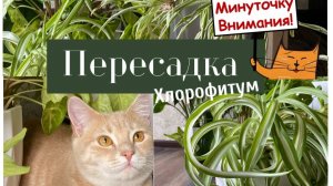 Пересадка|обрезка|украшение и это все благодаря Хлорофитуму