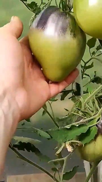 ТОМАТ СЕРЖАНТ ПАСКАЛЬ🍅 Томаты с антоцианом. Урожайные сорта томатов.