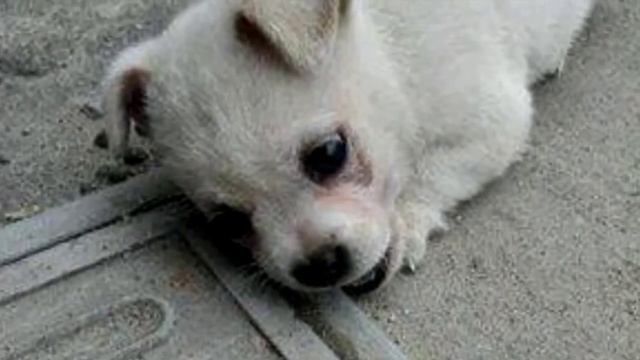 The puppy did not want to leave the well cover. The man opened it and did not believe what he saw смотреть онлайн