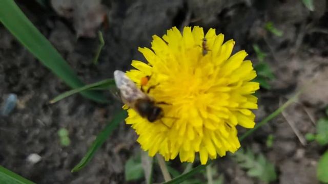 пчела и муравей смотреть онлайн