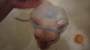 Сфинкс. Кот Нафаня купается.