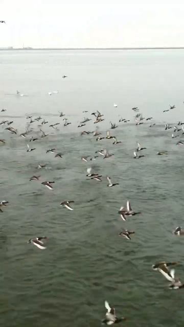 Утки Актау shorts