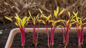 Глориоза - Уход за комнатными цветами