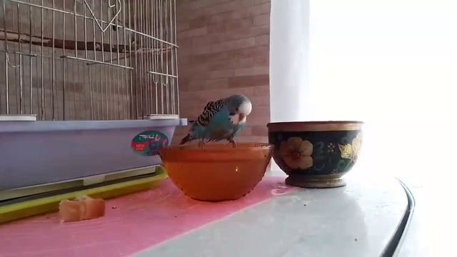 Зверье мое!