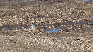 Утки на пляже.