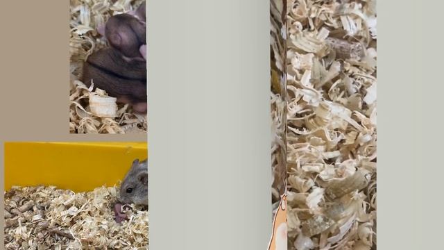 אוגרים סיביריים смотреть онлайн