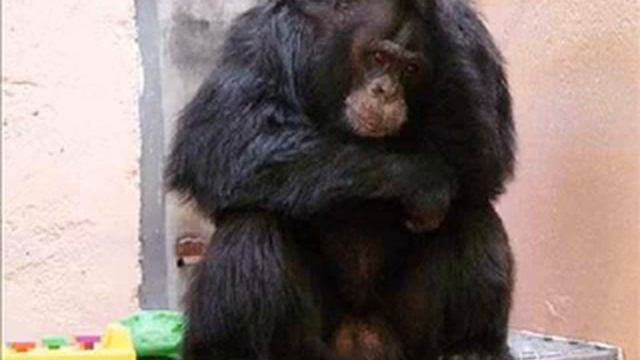 شمبانزي يرسم لوحات تباع بـ 150 الف دولار فيديو смотреть онлайн