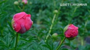 Интервью с франчайзи. Дыбенко 42