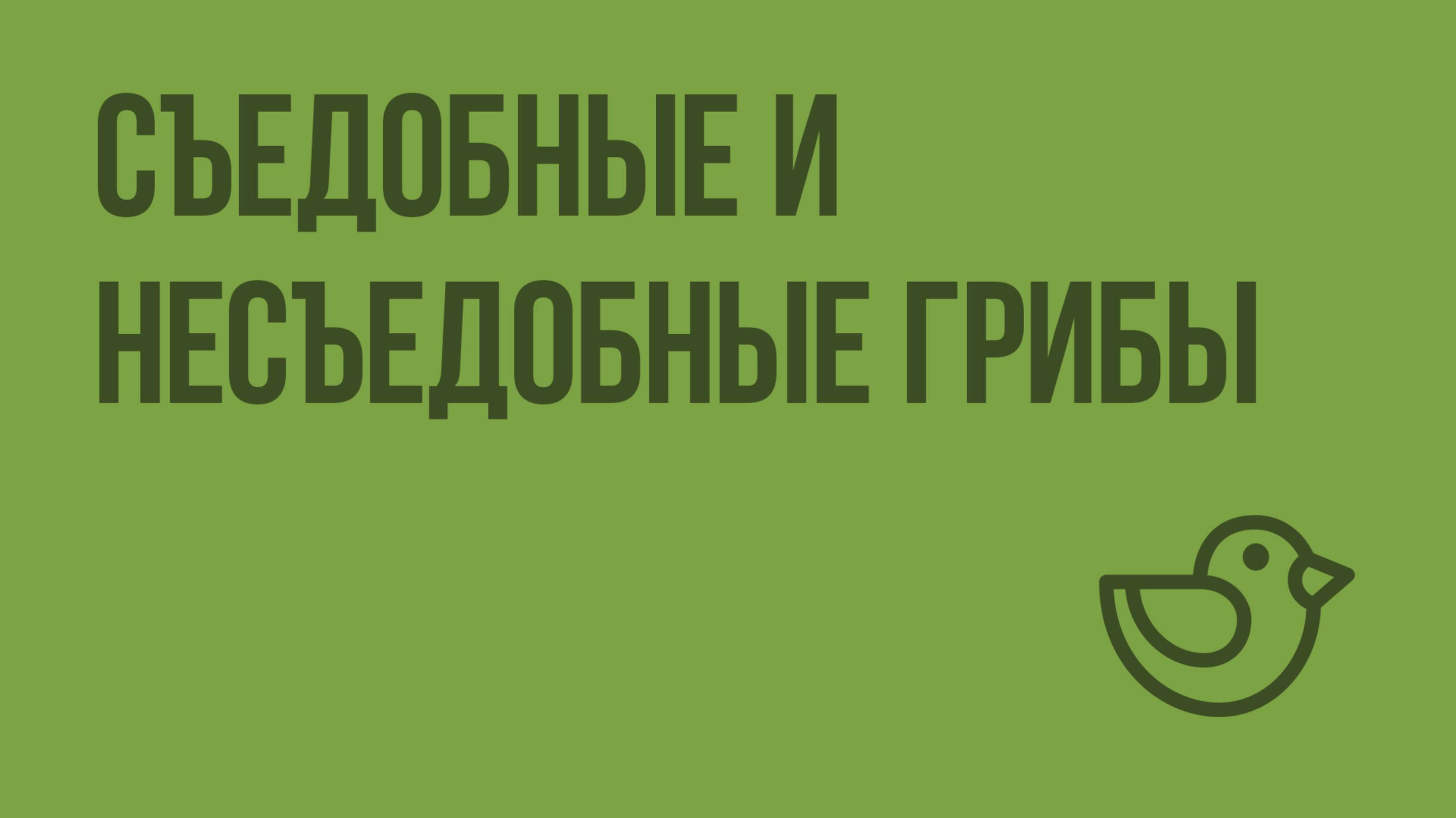 Съедобные и несъедобные грибы. Видеоурок по окружающему миру 1 класс
