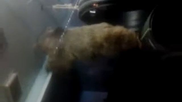 Smart bear finds the hidden food via creativity! смотреть онлайн