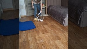 Ши-тцу мишка