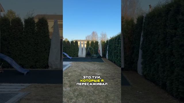Как быстро растут туи. 
Рассказывает Александр Касумов .

Как вам такой вариант живой изгороди?