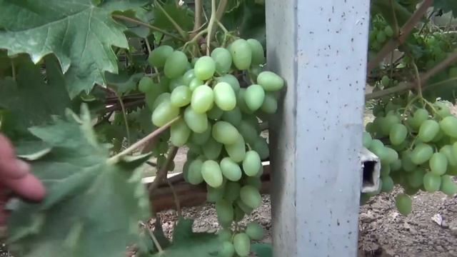 ЭВОЛЮЦИЯ ВИНОГРАДНИКА: ОТ СТОЛОВЫХ К ТЕХНИЧЕСКИМ СОРТАМ. В гостях у Василия смотреть онлайн