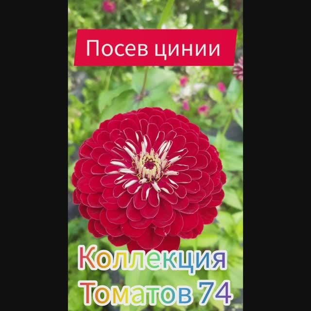ПОСЕВ ЦИНИИ - СПОСОБ ПО КИПЯТКУ