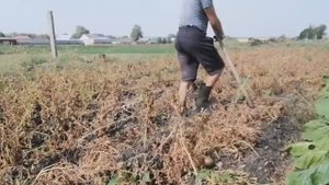 Как убрать ботву с грядки. Какой метод лучше. Выхожу косить ботву картошки с грядки.