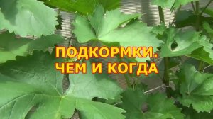 Июль: Подкормки. Чеканка. Нормировка гроздями