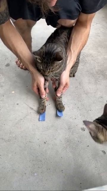 СМЕШНАЯ РЕАКЦИЯ КОШЕК НА КЛЙКУЮ ЛЕНТУ #shorts смотреть онлайн