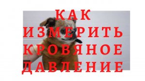 Как измерить кровяное давление у кошки или собаки