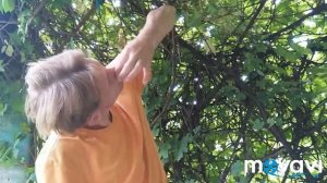 промывание носа солëной водой