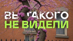 Никто Не Сажает Эти Кустарники (а зря)! Просто Посмотрите Как Они Цветут