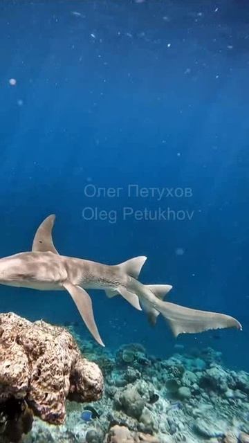 Мальдивы. Maldives. 马尔代夫。 смотреть онлайн