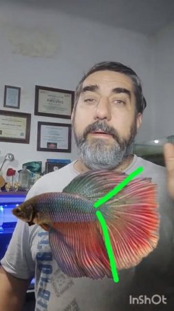 Como diferenciar en el pez betta delta Superdelta Halfmoon y over Halfmoon #bettafish #acuario