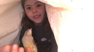 Приручаю птенца амадин