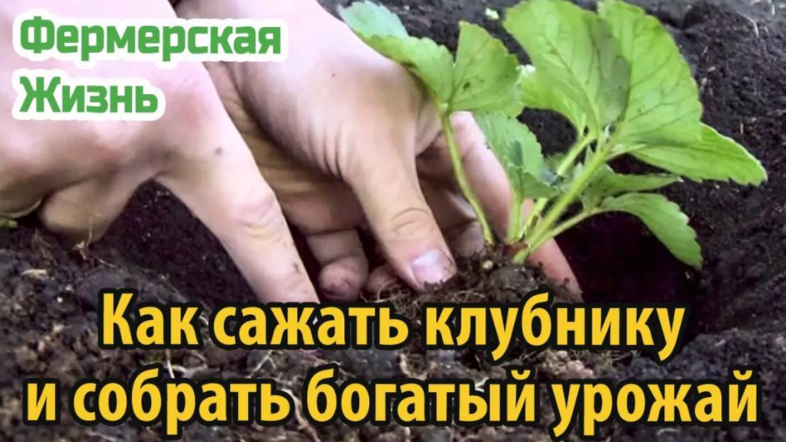 Как правильно сажать клубнику и собрать богатый урожай