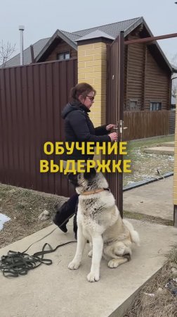 Убегает за ворота?
Есть ключ к решению проблемы⬇️