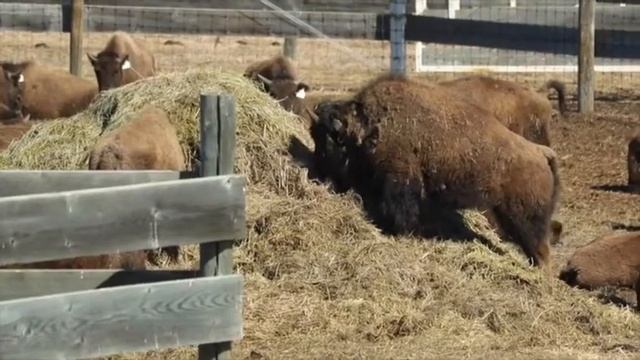 Bison Heading Home смотреть онлайн