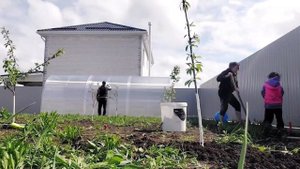 232 Жизнь на юге.  КУПИЛИ ТЕПЛИЦУ.  ПОБЕЛИЛИ ДЕРЕВЬЯ.  ИДУ НА РАБОТУ.