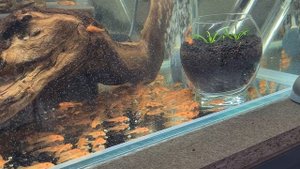 Анциструс Супер Рэд 7.04.2025.