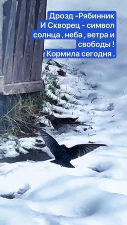 Птицам нечего есть