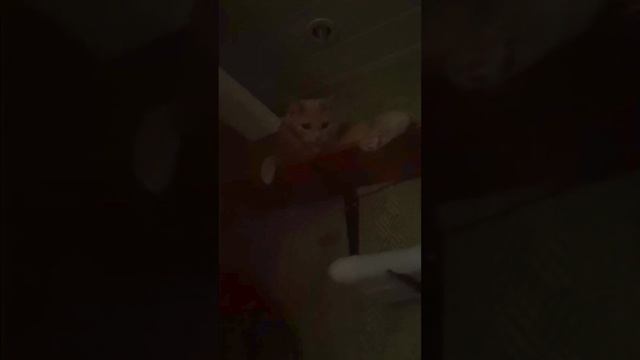 Играю со своими котами. Активность кошачьих. Организация пространства для кошек.