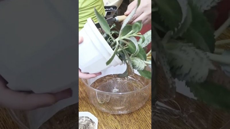 Размножение каланхоэ.